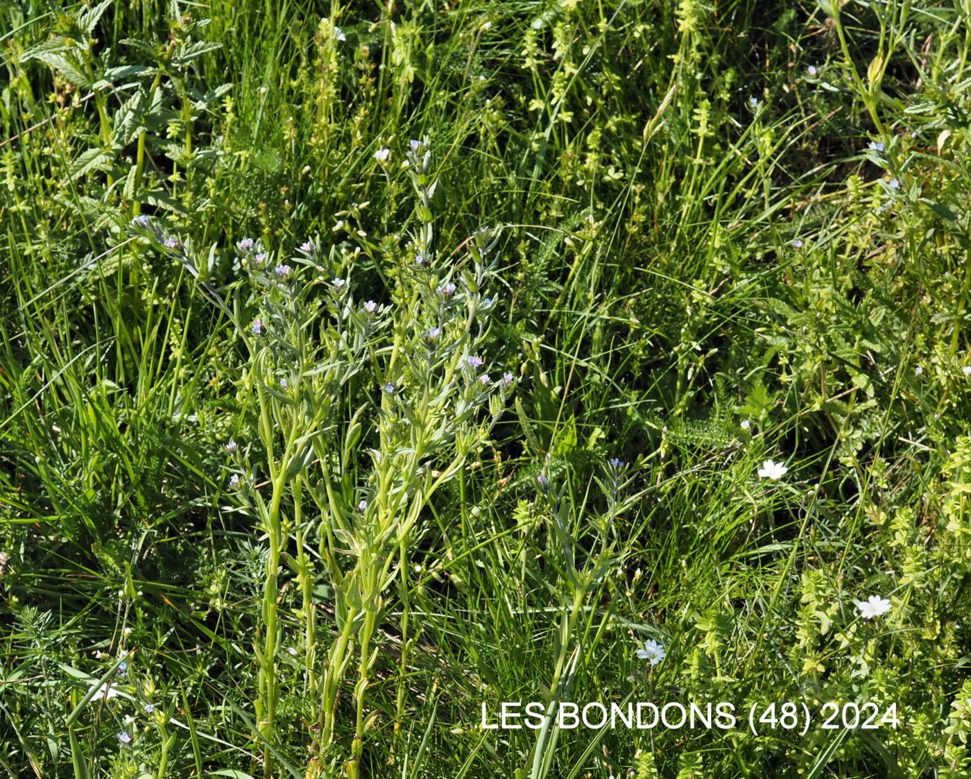 Gromwell, Corn plant